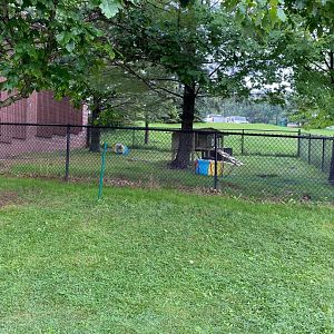 Prairie dog row- Flemish giant rabbit exhibit