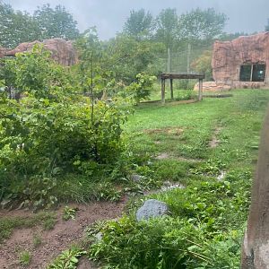 Asian caravan- Amur tiger exhibit