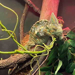 Zoo central- veiled chameleon
