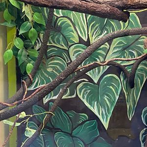 Zoo central- veiled chameleon exhibit