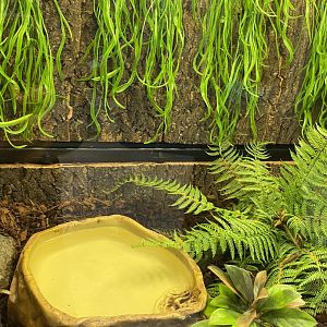 Zoo central- African bullfrog terrarium