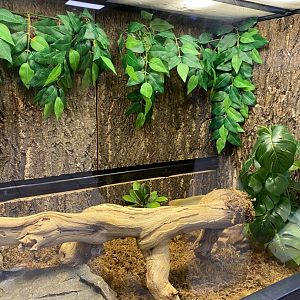 Zoo central- grey tree-frog terrarium