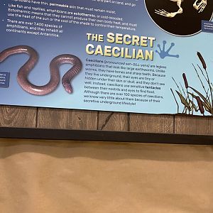 Zoo central- caecilians terrarium