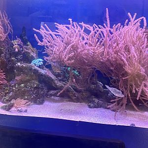 Zoo central- Great Barrier Reef tank
