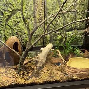 Zoo central- green Mantela frog terrarium