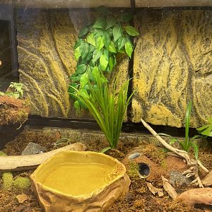 Zoo central- Anthony’s poison dart frog terrarium