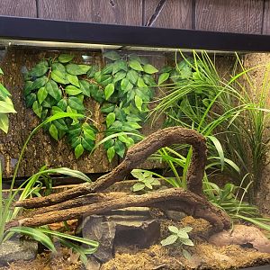 Zoo central- bumblebee poison dart frog terrarium