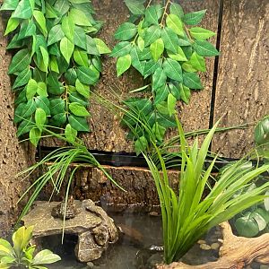 Zoo central- northern leopard frog terrarium
