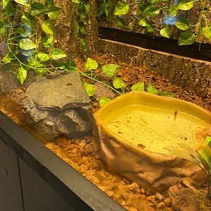 Zoo central- wood frog terrarium