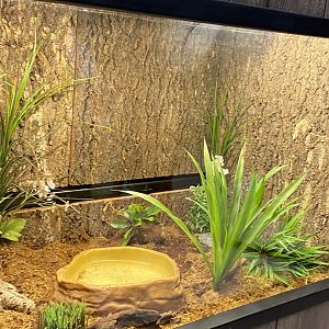 Zoo central- American toad terrarium