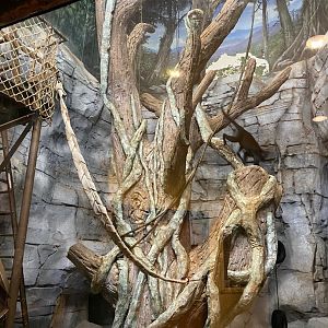 Zoo central- indoor black crested mangabey exhibit