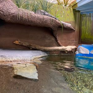 Zoo central- common snapping turtle exhibit