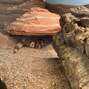Zoo central- Gila monster terrarium