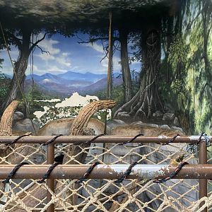 Zoo central- indoor black crested mangabey exhibit