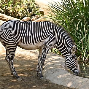 Grevy’s Zebra