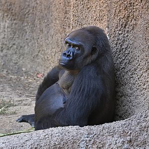 Western Lowland Gorilla