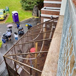 Outdoor black crested mangabey exhibit overview