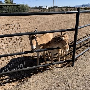 3/3/20 Onagers(?) at WWZ