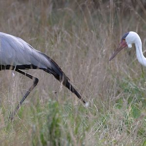 Wattled crane : Whipsnade : 23 Aug 2020