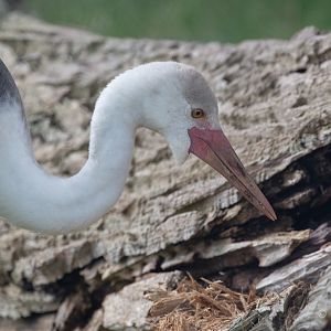 Wattled crane : Whipsnade : 23 Aug 2020
