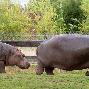 Common hippopotamus : Whipsnade : 23 Aug 2020