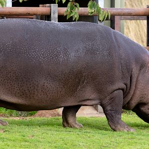 Common hippopotamus : Whipsnade : 23 Aug 2020