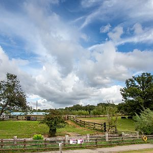 Common hippopotamus (exhibit) : Whipsnade : 23 Aug 2020