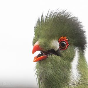White-cheeked turaco : Hamerton : 15 Aug 2020