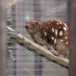 Tiger quoll : Hamerton : 16 Aug 2020