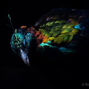 Himalayan monal : Hamerton : 15 Aug 2020