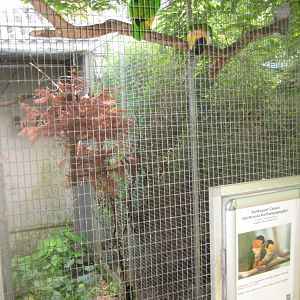 Nordsjællands Fuglepark - Black-headed caique aviary