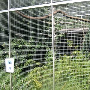 Nordsjællands Fuglepark - Silvery-cheeked hornbill aviary