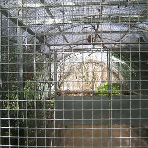 Nordsjællands Fuglepark - Lorikeet walkthrough