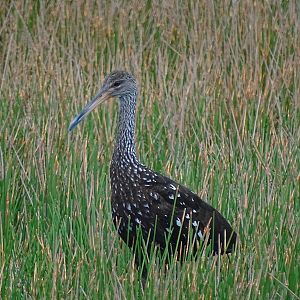 Limpkin (Aramus guarauna)
