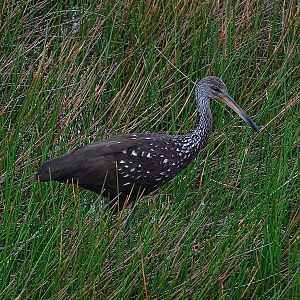 Limpkin (Aramus guarauna)