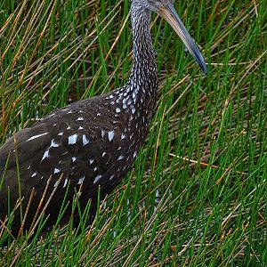 Limpkin (Aramus guarauna)