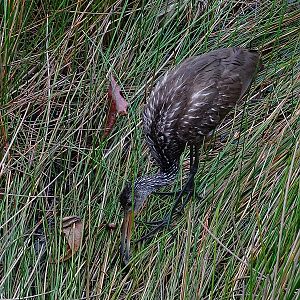 Limpkin (Aramus guarauna)