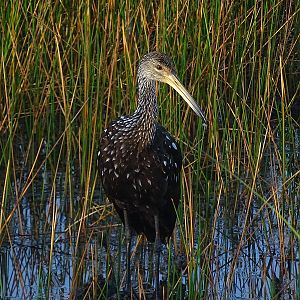 Limpkin (Aramus guarauna)