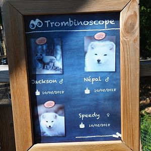 Signage Arctic foxes at Han wildlife park, 2020-07-15