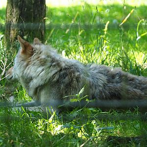 Eurasian grey wolf (Canis lupus lupus), 2020-07-15