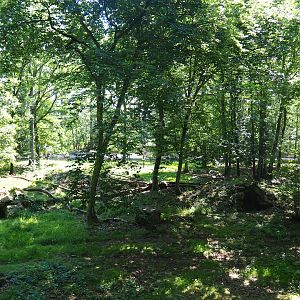 Eurasian grey wolf exhibit, 2020-07-12