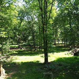 Eurasian grey wolf exhibit, 2020-07-12