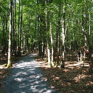 New forest trail, 2020-07-12