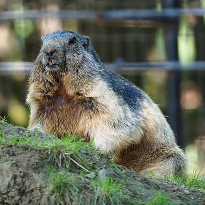 Alpine marmot (Marmota marmota marmota), 2020-07-12