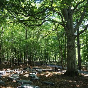 Sitting area underneath large beech tree, 2020-07-12