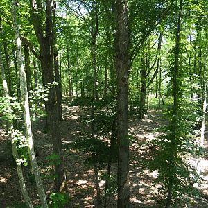 Part of the Eurasian grey wolf exhibit, 2020-07-12