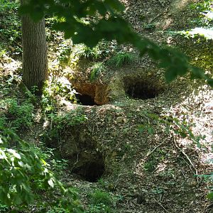 Natural wolf dens, 2020-07-12