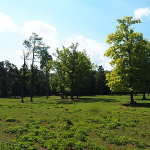 Sika deer paddock, 2020-07-12