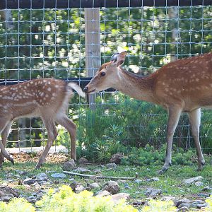 Sika deer (Cervus nippon), 2020-07-12