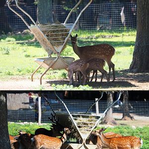 Sika deer (Cervus nippon) at the feeding rack, 2020-07-12